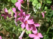 2009-05-26-060-Sorrel