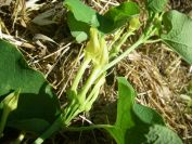 2009-05-26-061-Unknown-yellow