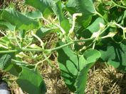 2009-05-26-062-Unknown-yellow