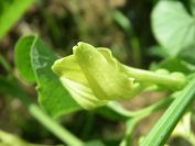 2009-05-26-063-Unknown-yellow