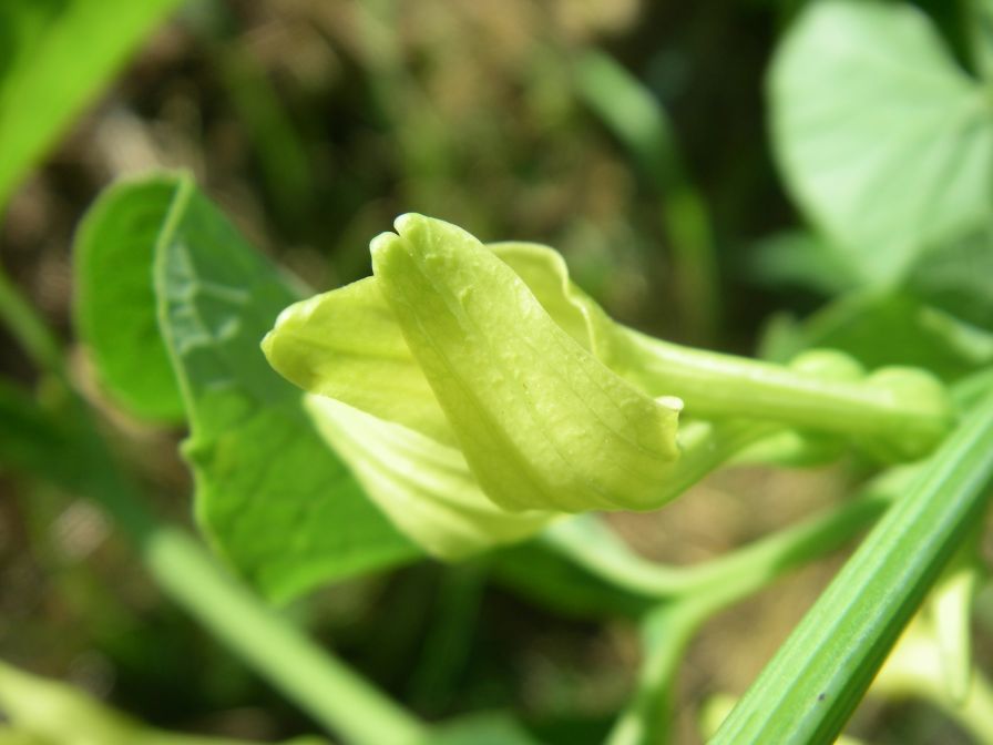 2009-05-26-063-Unknown-yellow