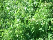 2009-05-26-064-Unknown-yellow