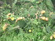 2009-05-26-067-Prickly-pear