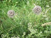 2009-05-26-069-Alium