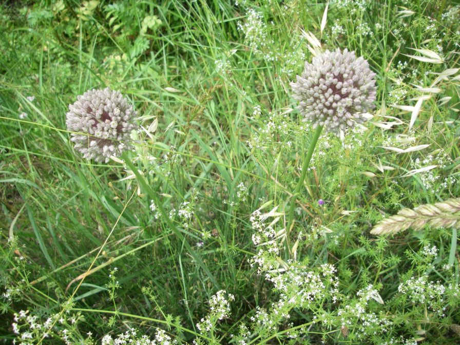 2009-05-26-069-Alium