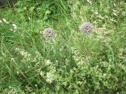 2009-05-26-070-Alium