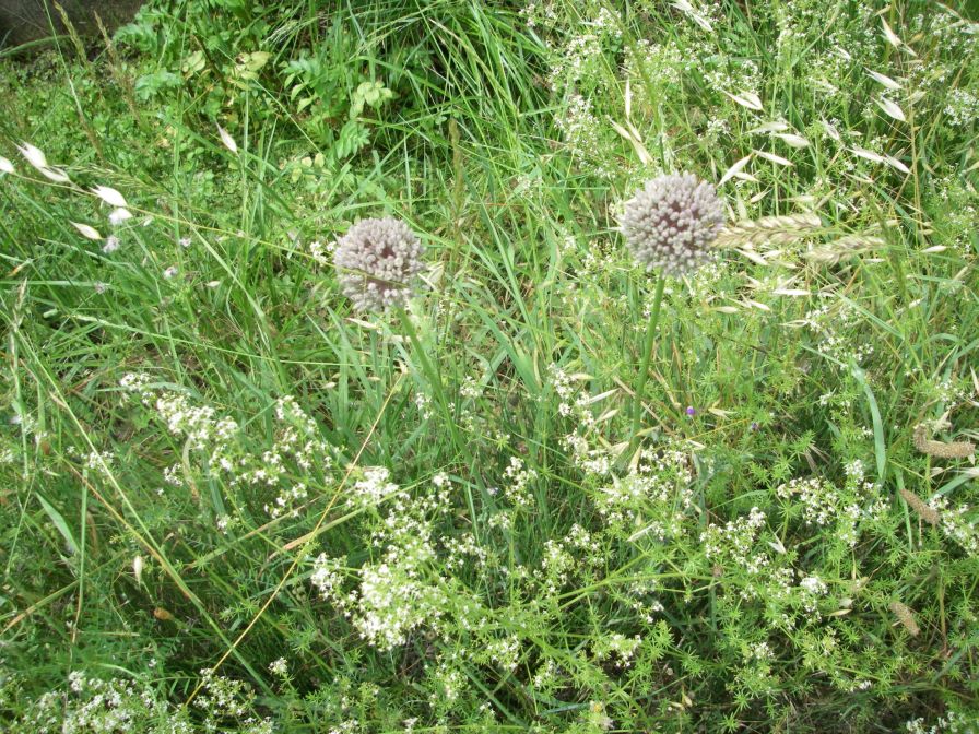2009-05-26-070-Alium