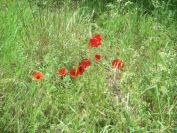 2009-05-26-071-Poppies-very-dark-red