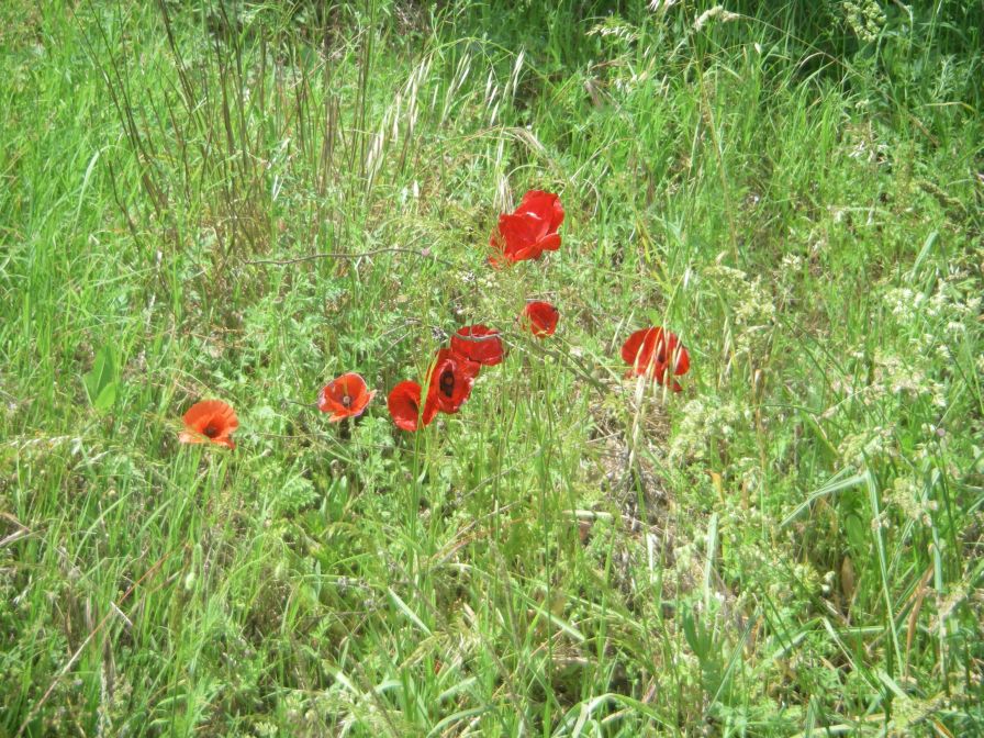 2009-05-26-071-Poppies-very-dark-red