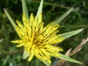 2009-05-27-013-Tragopogon-yellow