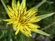 2009-05-27-014-Tragopogon-yellow