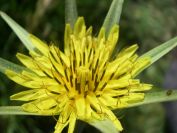 2009-05-27-015-Tragopogon-yellow