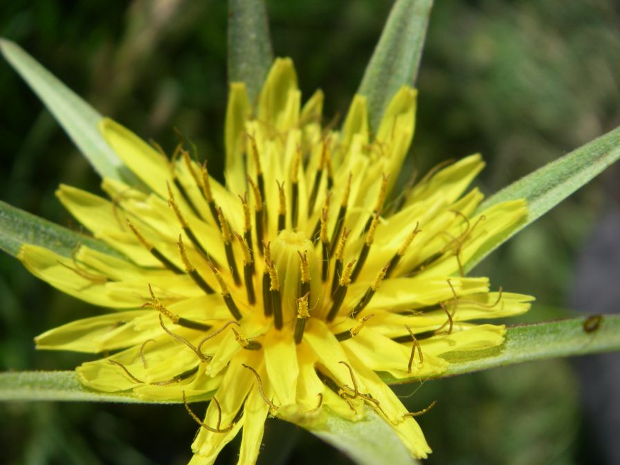 2009-05-27-015-Tragopogon-yellow