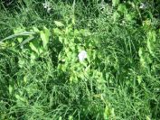 2009-05-27-021-Convolvulus-large-white