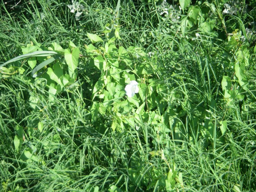 2009-05-27-021-Convolvulus-large-white