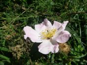 2009-05-27-023-Rose