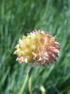 2009-05-27-032-Unknown