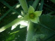 2009-05-27-034-Squirting-Cucumber