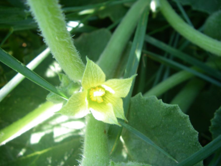 2009-05-27-035-Squirting-Cucumber