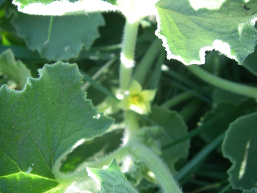 2009-05-27-036-Squirting-Cucumber