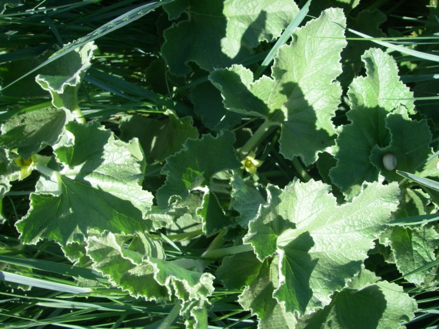 2009-05-27-037-Squirting-Cucumber