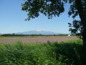 2009-05-27-055-Colourful-Meadow