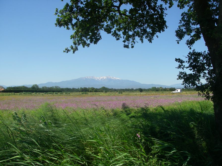 2009-05-27-055-Colourful-Meadow