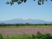 2009-05-27-056-Colourful-Meadow