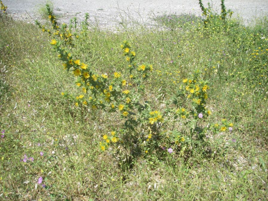 2009-05-27-057-Prickly-Daisy