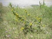2009-05-27-058-Prickly-Daisy