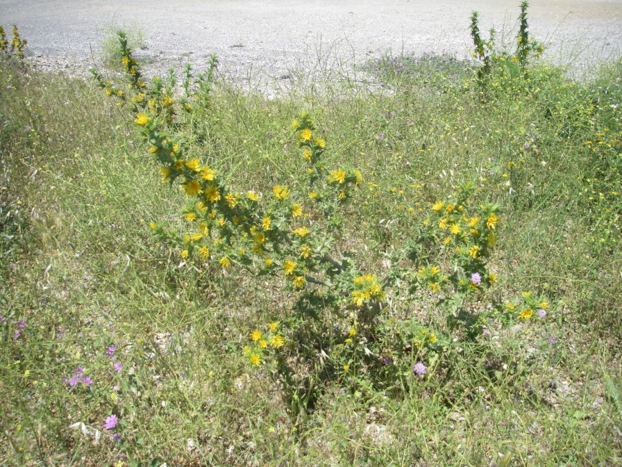 2009-05-27-058-Prickly-Daisy