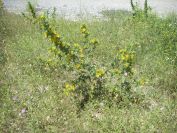 2009-05-27-059-Prickly-Daisy