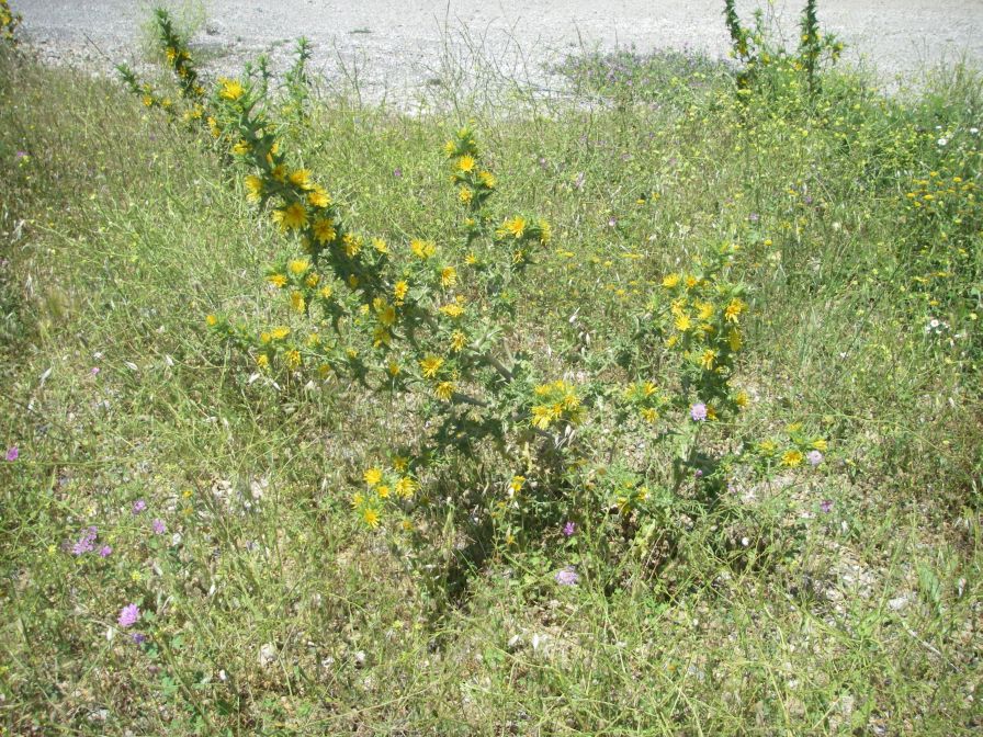 2009-05-27-059-Prickly-Daisy