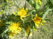 2009-05-27-060-Prickly-Daisy