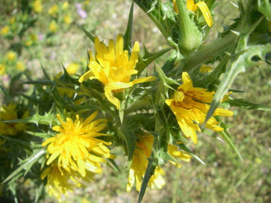 2009-05-27-060-Prickly-Daisy