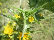 2009-05-27-061-Prickly-Daisy