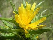 2009-05-27-062-Prickly-Daisy