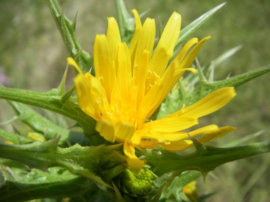 2009-05-27-062-Prickly-Daisy