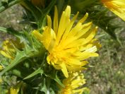 2009-05-27-063-Prickly-Daisy