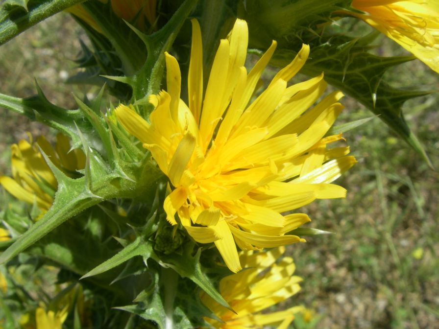 2009-05-27-063-Prickly-Daisy