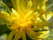 2009-05-27-064-Prickly-Daisy