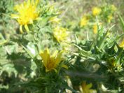 2009-05-27-065-Prickly-Daisy