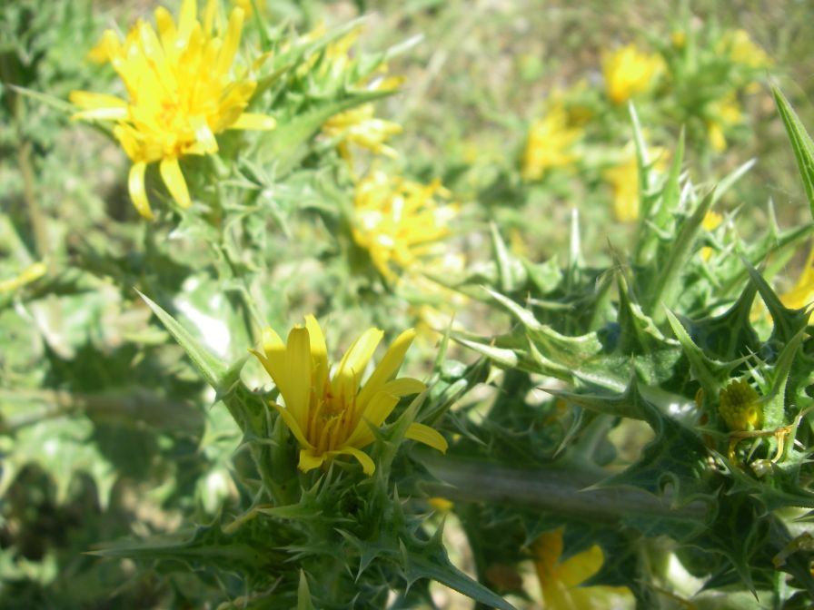2009-05-27-065-Prickly-Daisy