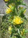 2009-05-27-066-Prickly-Daisy