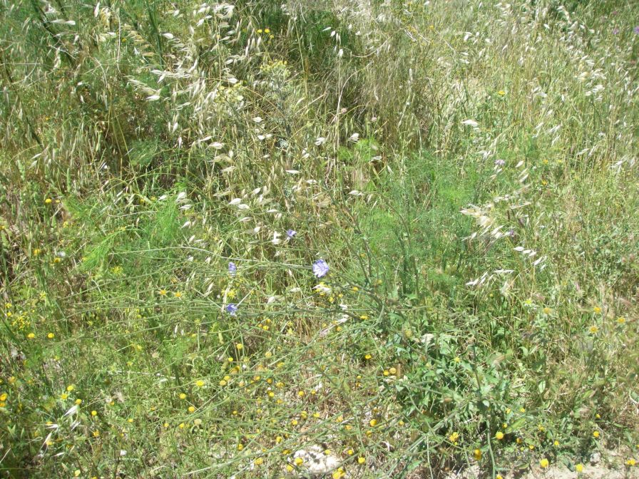 2009-05-27-067-Chicory-Northern-Europe-Variety