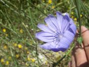 2009-05-27-068-Chicory-Northern-Europe-Variety