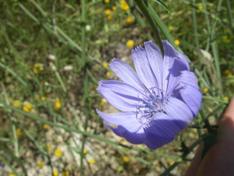 2009-05-27-070-Chicory-Northern-Europe-Variety