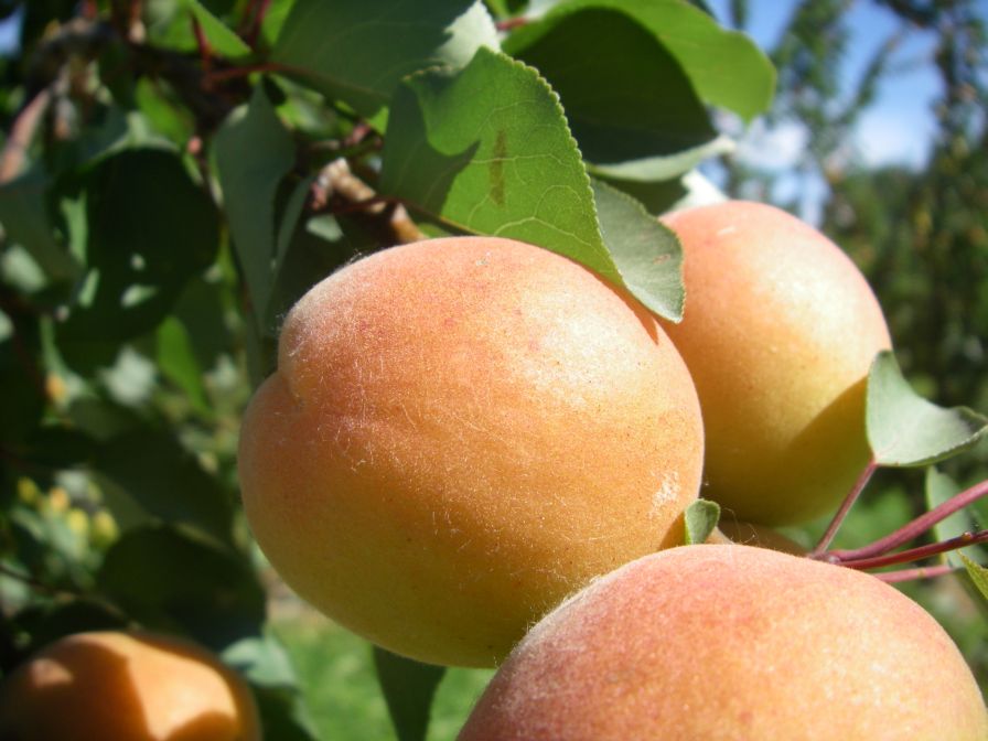 2009-05-28-022-Apricot-Orchard