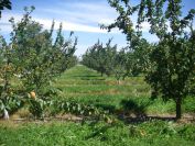 2009-05-28-023-Apricot-Orchard