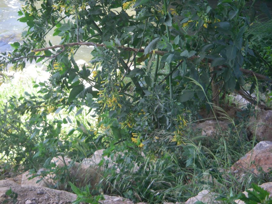 2009-05-28-039-Nicotiana